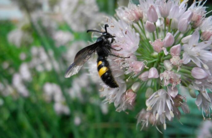Jak zapewnić szczęśliwe życie owadom w twoim ogrodzie – przez cały rok?