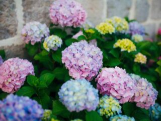 Hortensje w ogrodzie i na tarasie- piękne zdjęcia kwitnących hortensji ogrodowych