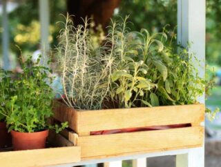 Najładniejsze byliny na balkon i taras – wybieramy wieloletnie rośliny na balkon.