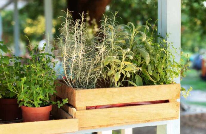Najładniejsze byliny na balkon i taras – wybieramy wieloletnie rośliny na balkon.