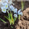 Ogród wiosną: Jak uprawiać narcyzy i kiedy sadzić cebulki