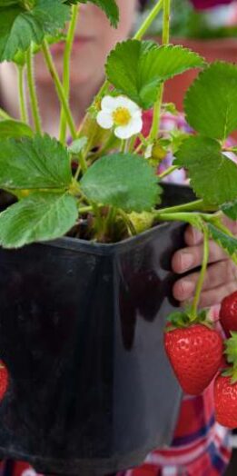 Jak wybrać truskawki do uprawy na balkonie, kiedy sadzić je w doniczce i jak prawidłowo je pielęgnować?
