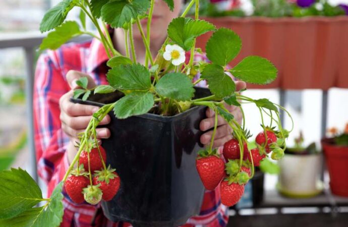 Jak wybrać truskawki do uprawy na balkonie, kiedy sadzić je w doniczce i jak prawidłowo je pielęgnować?
